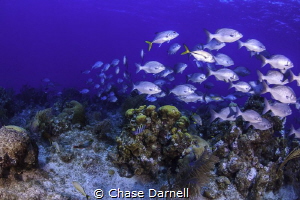 La Mesa, Grand Cayman by Chase Darnell 